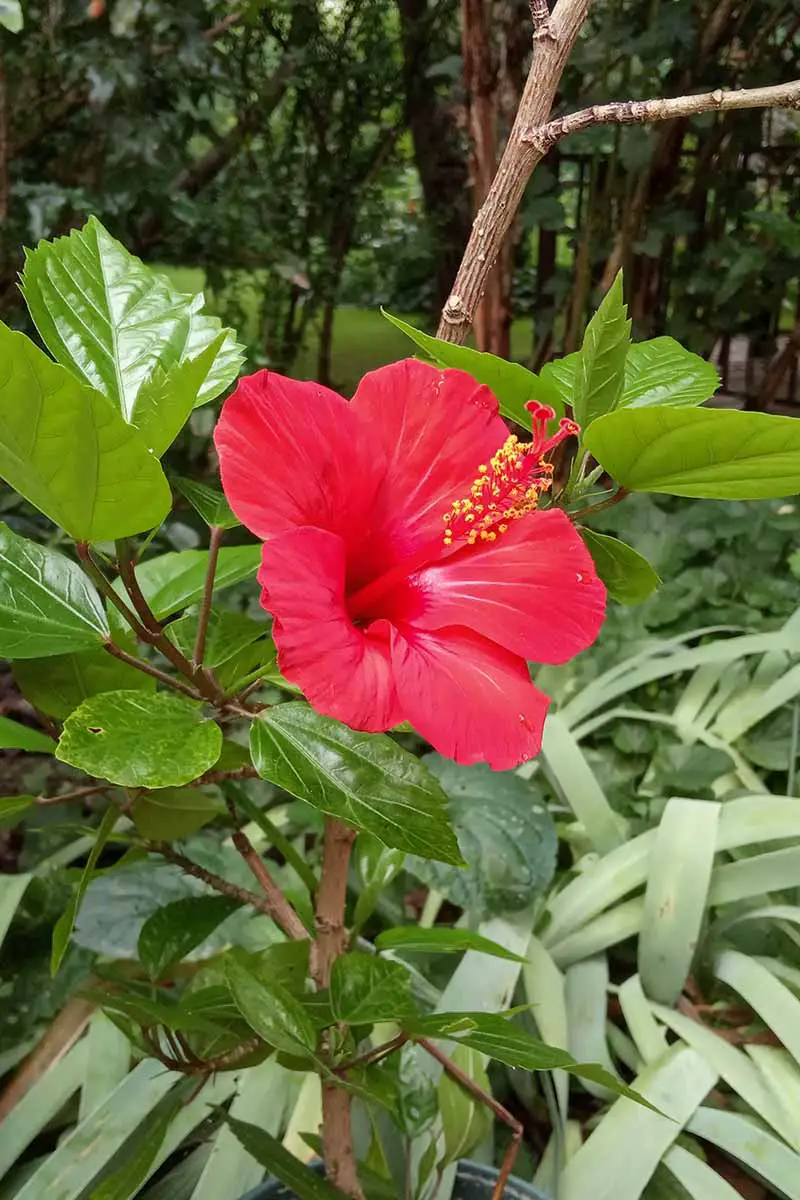 Una imagen vertical de cerca de una flor roja brillante de Hibiscus rosa-sinensis, que crece en el jardín.