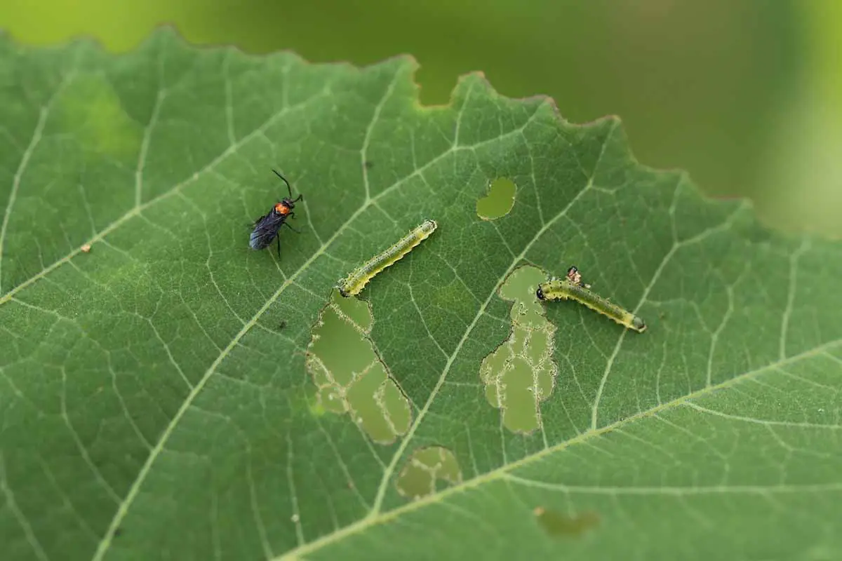Una imagen horizontal de cerca de una mosca de sierra de hibisco y dos larvas adultas descansando sobre una hoja.