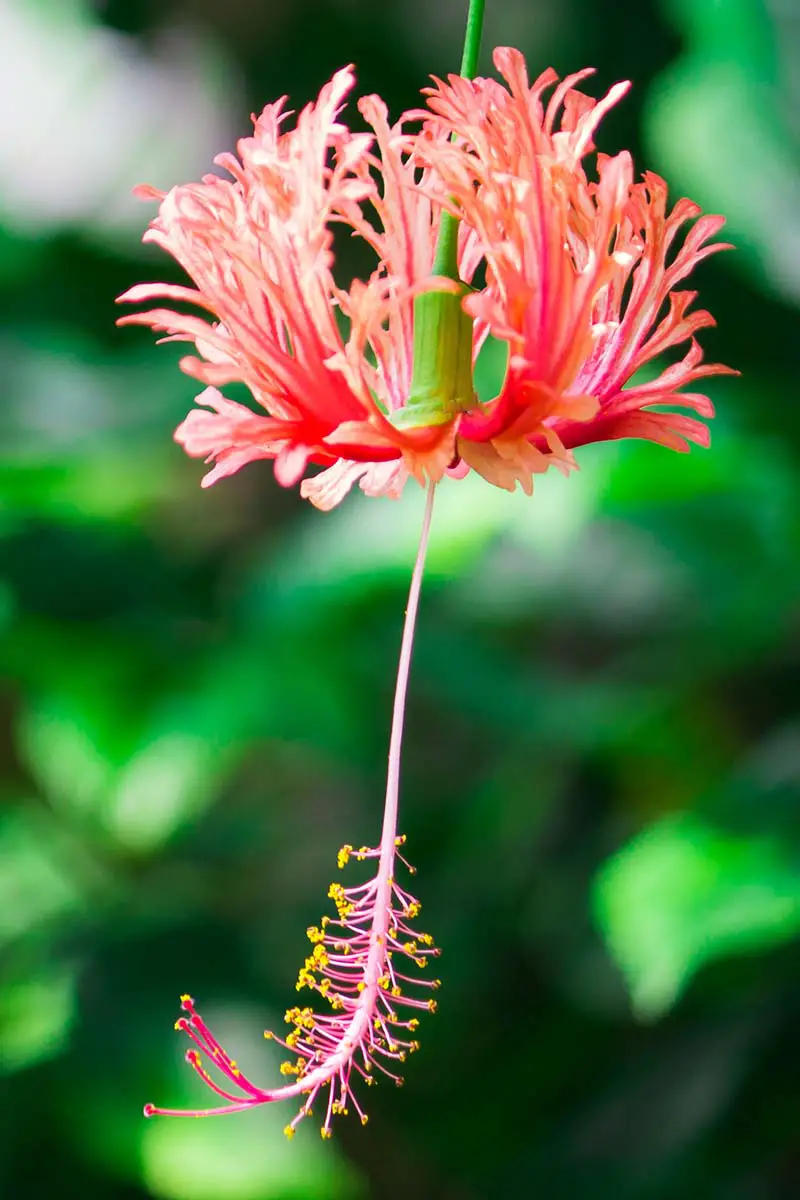 Una imagen vertical de primer plano de una flor Hibiscus schizopetalus representada en un fondo de enfoque suave.