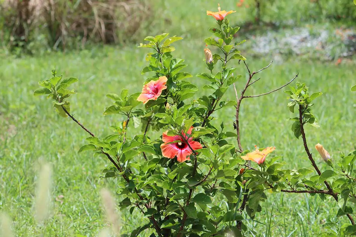 Una imagen horizontal de un arbusto de hibisco tropical que crece en el jardín fotografiado bajo un sol brillante.