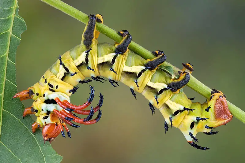 Una imagen horizontal de primer plano de un gusano cuerno de nogal escalando boca abajo en una rama y alimentándose de una hoja, representada en un fondo verde de enfoque suave.