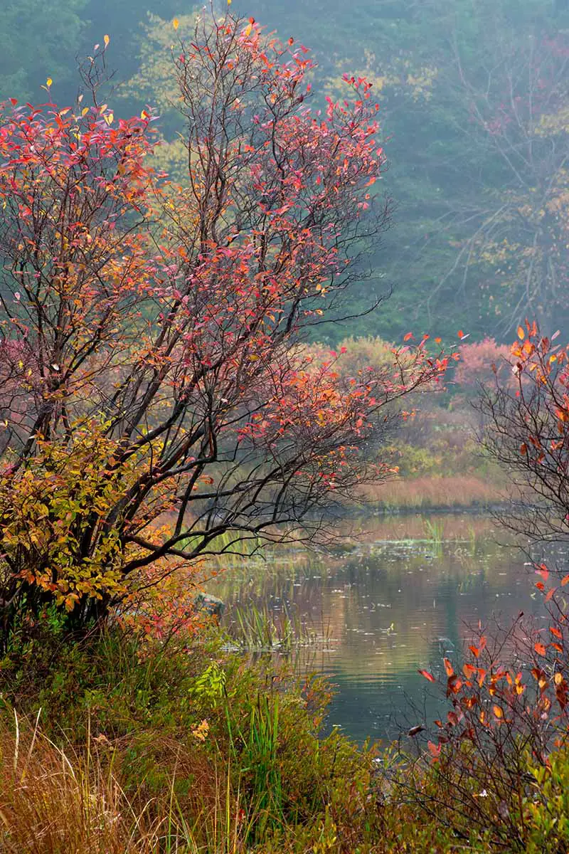 Una imagen vertical de un gran arbusto de arándanos (Vaccinium corymbosum) que crece salvaje al lado de un lago con colores otoñales.  En el fondo hay una ladera con árboles y arbustos en foco suave.