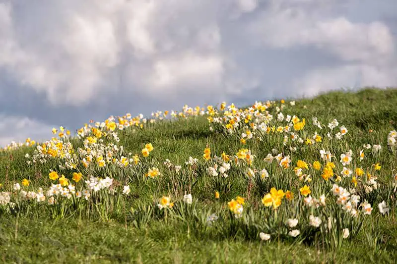 Una imagen horizontal de un campo de narcisos en la ladera que crece en la hierba con un cielo nublado en el fondo.