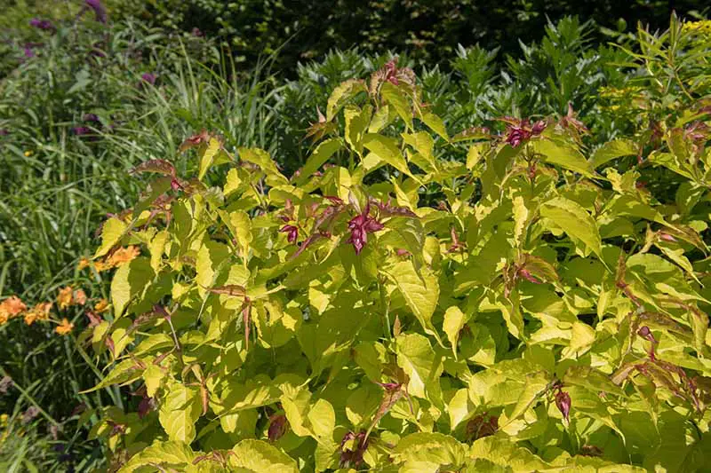 Una imagen horizontal de primer plano de un arbusto Leycesteria formosa que crece en un borde de jardín.