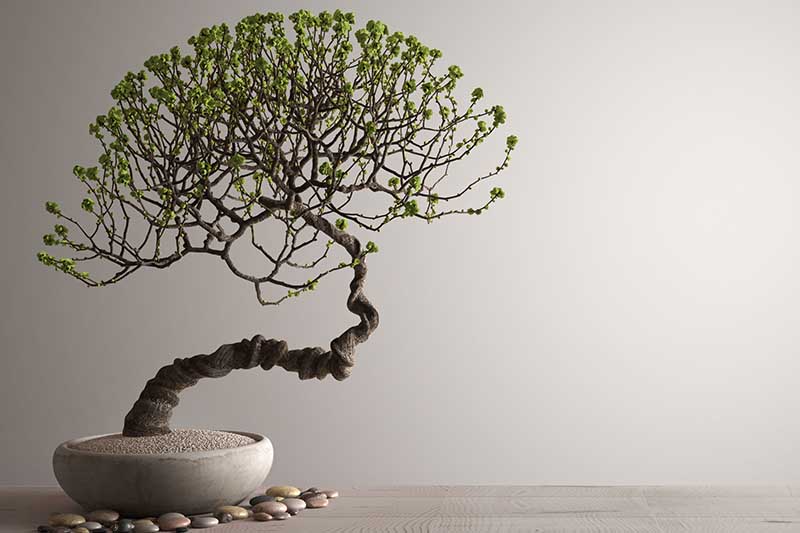Una imagen horizontal de primer plano de un bonsái podado en estilo hokidachi o escoba sobre una superficie de madera sobre un fondo gris claro.