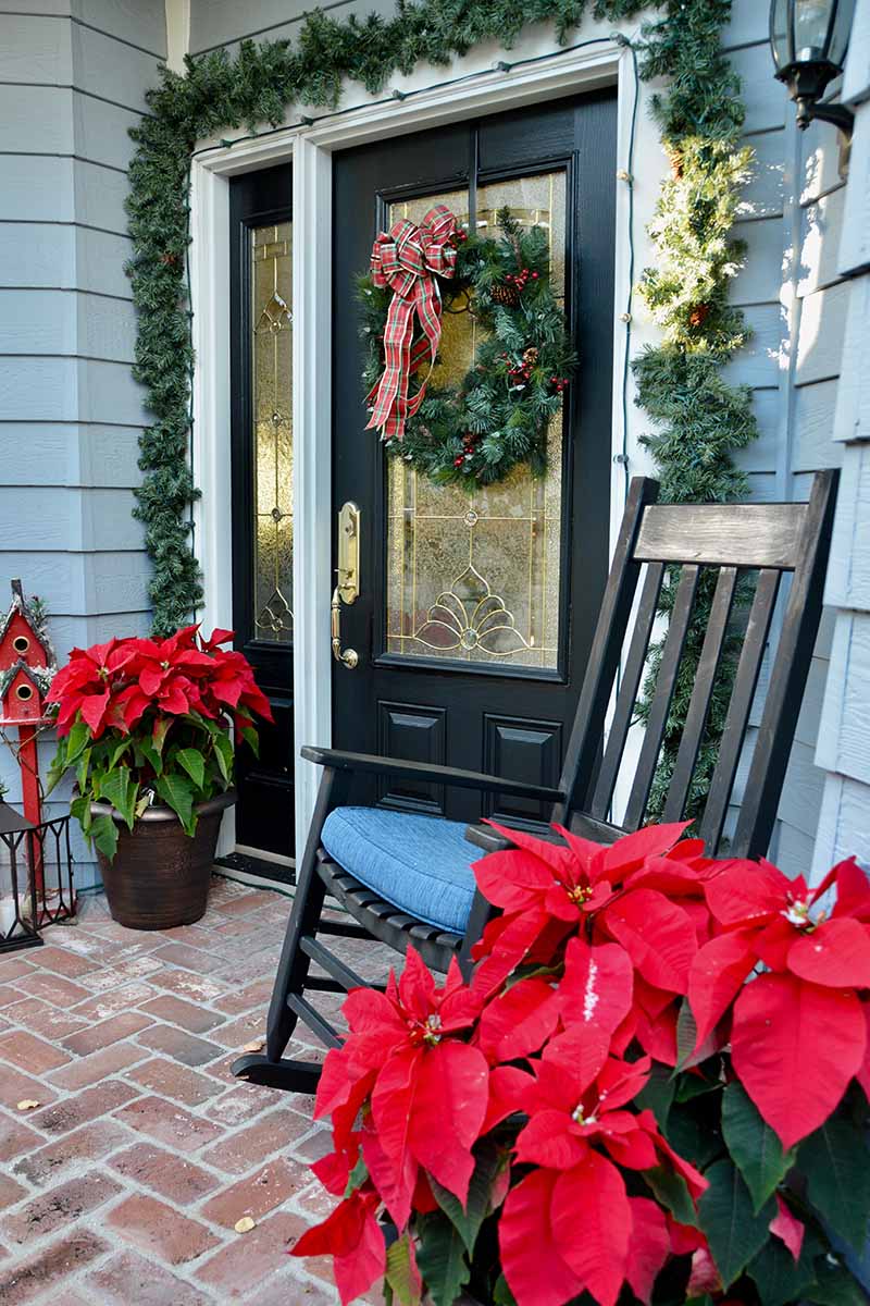 Una imagen vertical de un porche delantero decorado con decoración festiva que incluye una corona en la puerta y dos plantas de flor de pascua de color rojo brillante a cada lado.