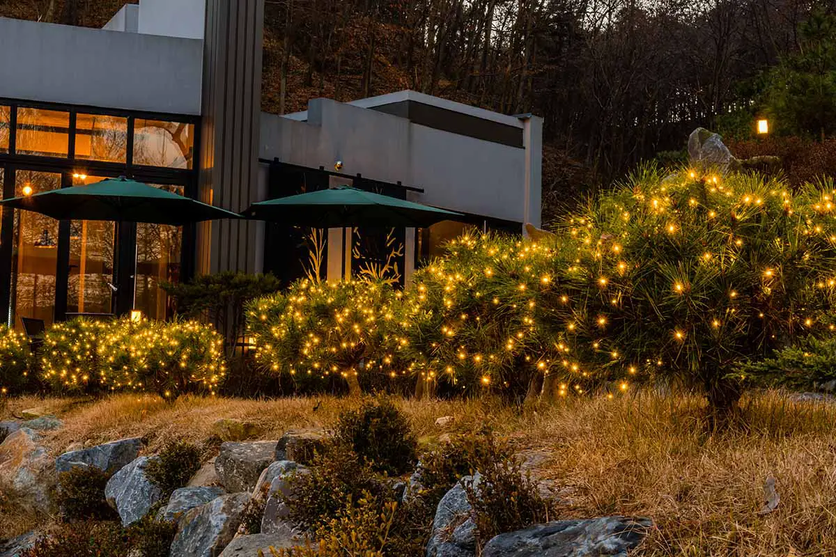 Una imagen horizontal de una hilera de arbustos de hoja perenne decorados con pequeñas luces navideñas amarillas fuera de una residencia.