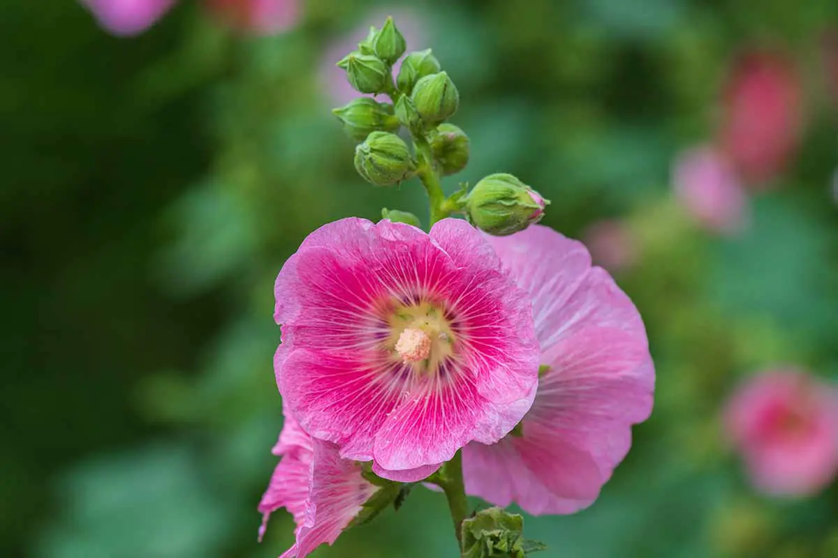 Una imagen horizontal de primer plano de hollyhocks rosas que crecen en el jardín en un fondo de enfoque suave.
