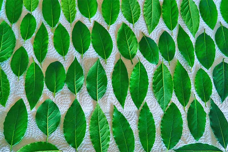 Hojas de laurel verde dispuestas en filas sobre toallas de papel.