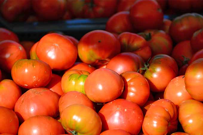 Muchos tomates de color rojo rosado en una pila, verde y amarillo anaranjado en algunos lugares, a la luz del sol con más frutas recién cosechadas en el fondo en la sombra.