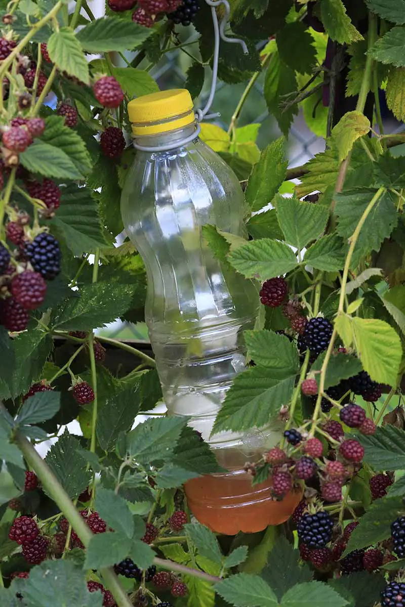 Una imagen vertical de cerca de una botella de plástico colgada en un arbusto de moras para atraer y atrapar plagas de insectos Drosophila.