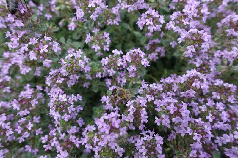 Una imagen horizontal de cerca de una abeja polinizando las diminutas flores púrpuras de Thymus praecox, también conocido como tomillo rastrero, cultivado como una cubierta vegetal.