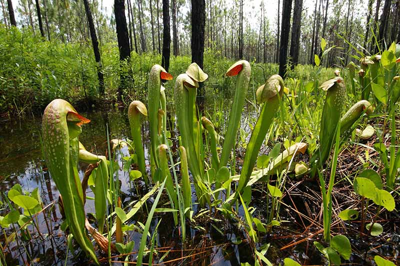 Una imagen horizontal de plantas de jarra encapuchadas (Sarrancenia minor) que crecen en un hábitat de pantano natural.