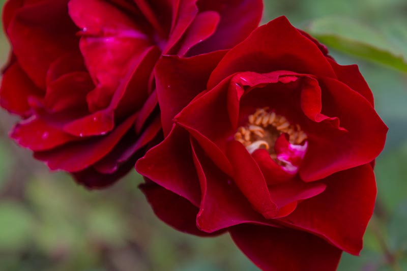 Una imagen horizontal de primer plano de flores rojas brillantes de 'Esperanza para la humanidad' representadas en un fondo de enfoque suave.