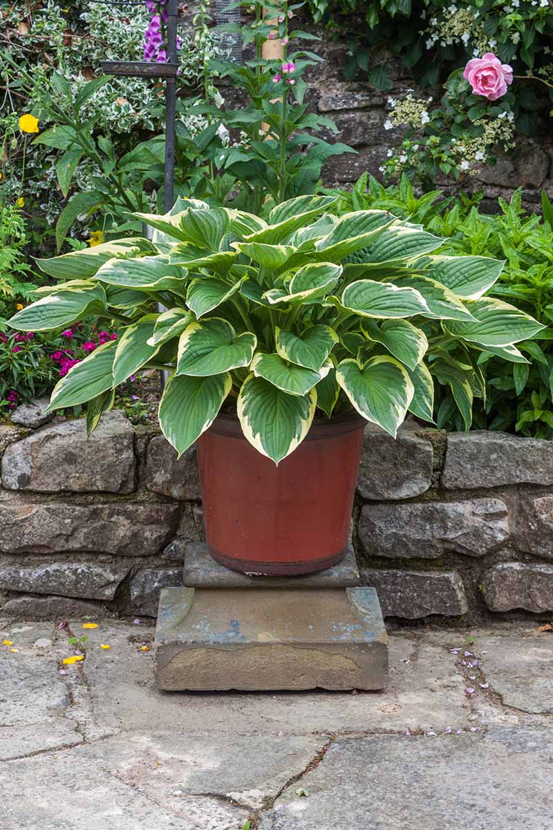 Una imagen vertical de cerca de una planta hosta variegada que crece en una sembradora de cerámica en un patio.