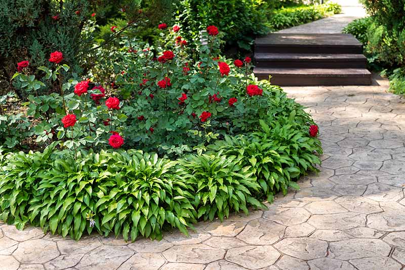 Una imagen horizontal de primer plano de un borde de jardín plantado al lado de un camino formal con rosas rojas brillantes flanqueadas por hostas.
