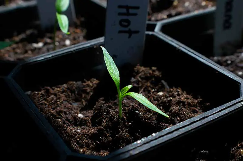 Un primer plano de una plántula de pimiento picante en una pequeña maceta de plástico plantada en un rico suelo oscuro.