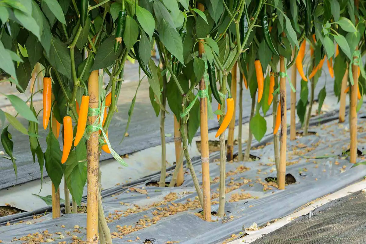 Una imagen horizontal de primer plano de hileras de plantas de pimiento picante con frutos de naranja que crecen en el jardín rodeado de mantillo plástico.