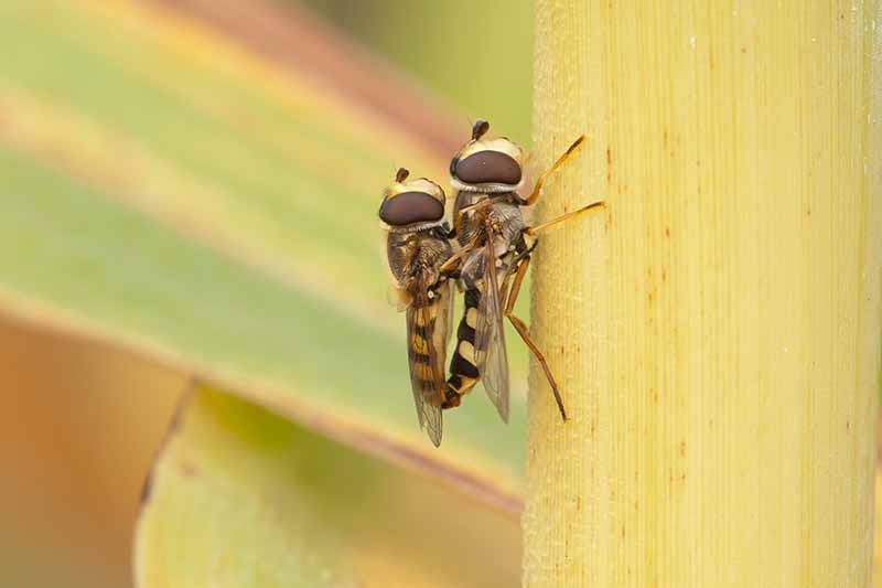 Una imagen de primer plano de dos moscas flotantes de rayas amarillas y negras sobre un tallo de sorgo amarillo, desvaneciéndose hasta un enfoque suave en el fondo.