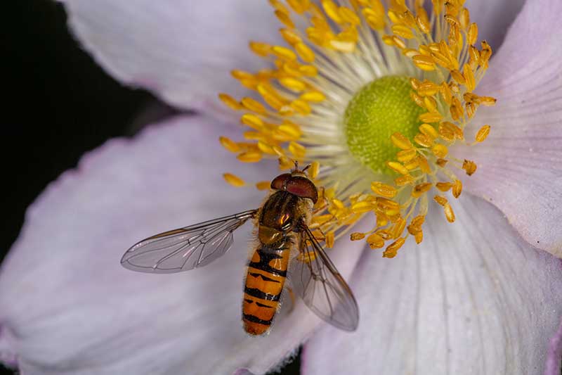 Una imagen horizontal de primer plano de una mosca voladora alimentándose del polen de Anemone cylindrica representada en un fondo de enfoque suave.