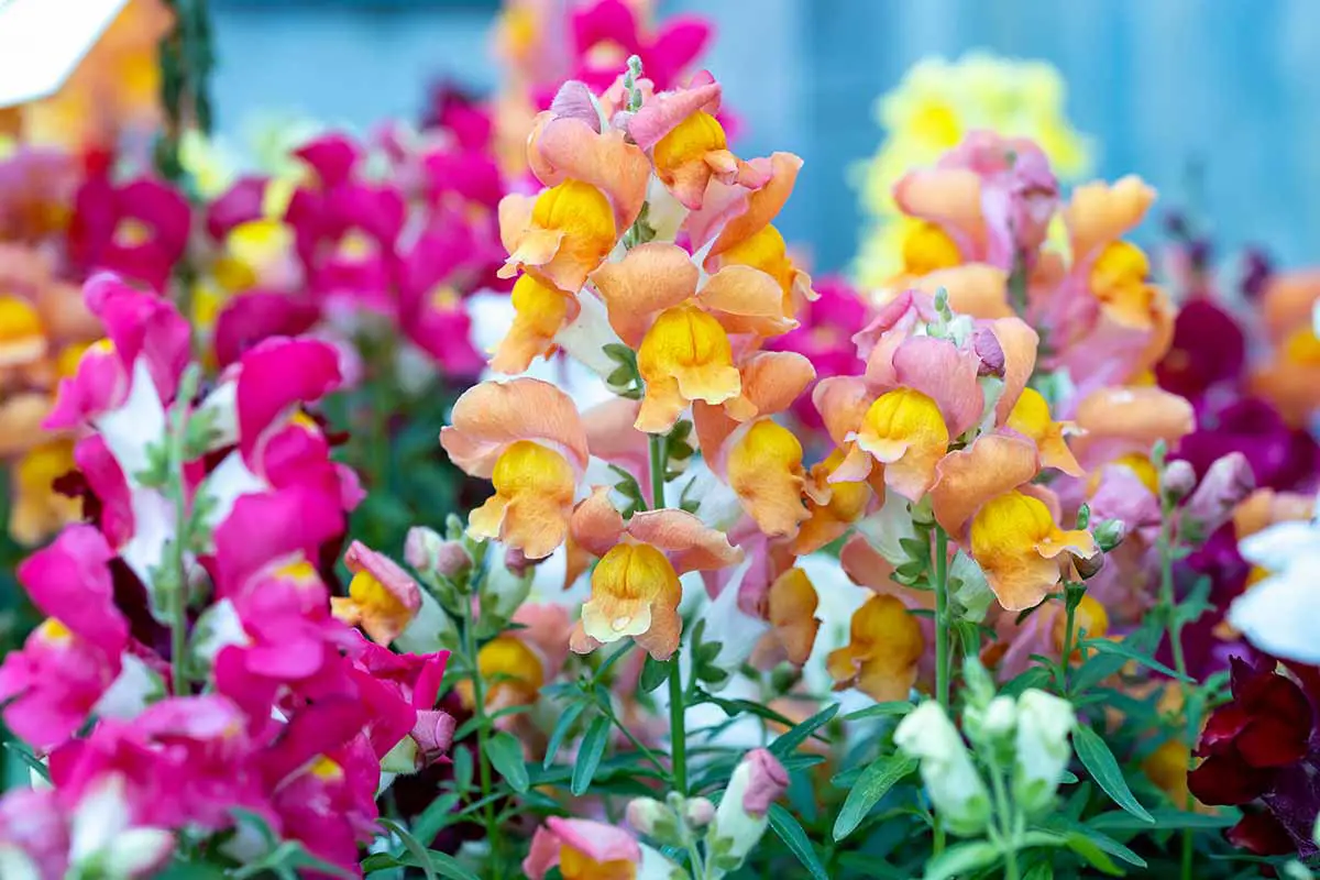 Una imagen horizontal de cerca de flores de dragón de diferentes colores (Antirrhinum majus) que crecen en el jardín.