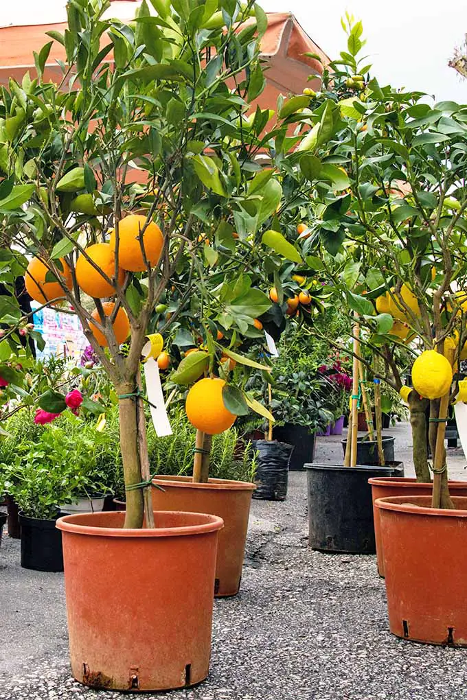 Dos hileras de naranjos y limoneros enanos que crecen en contenedores de vivero de plástico naranja y negro.