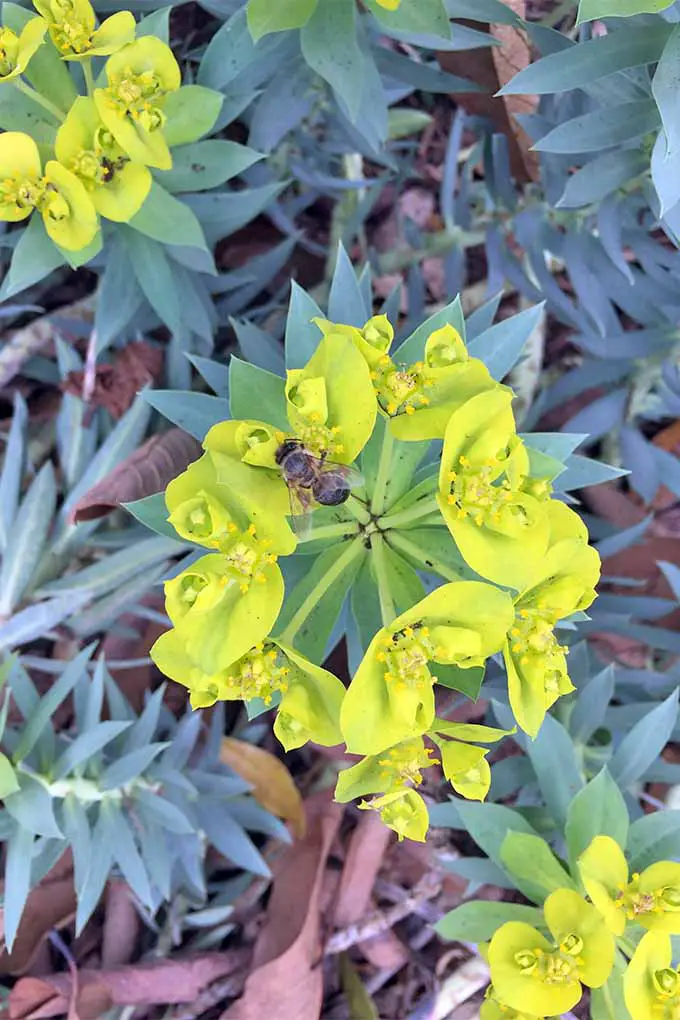 Una abeja poliniza una flor chartreuse E. rigida, que crece en un racimo en el extremo de un tallo alto rodeado de hojas cortas, puntiagudas, de color verde grisáceo, en un lecho de jardín cubierto de hojas marrones secas.