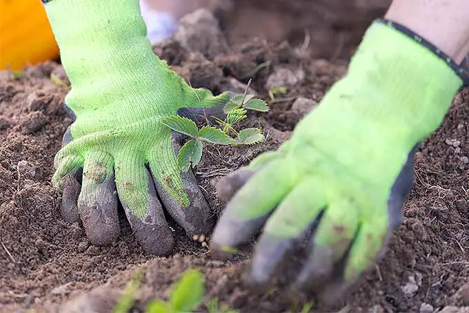 Dos manos con guantes verdes trabajan el suelo en una cama de jardín, plantando una pequeña planta de fresa con una planta de lechuga en un enfoque poco profundo en primer plano.