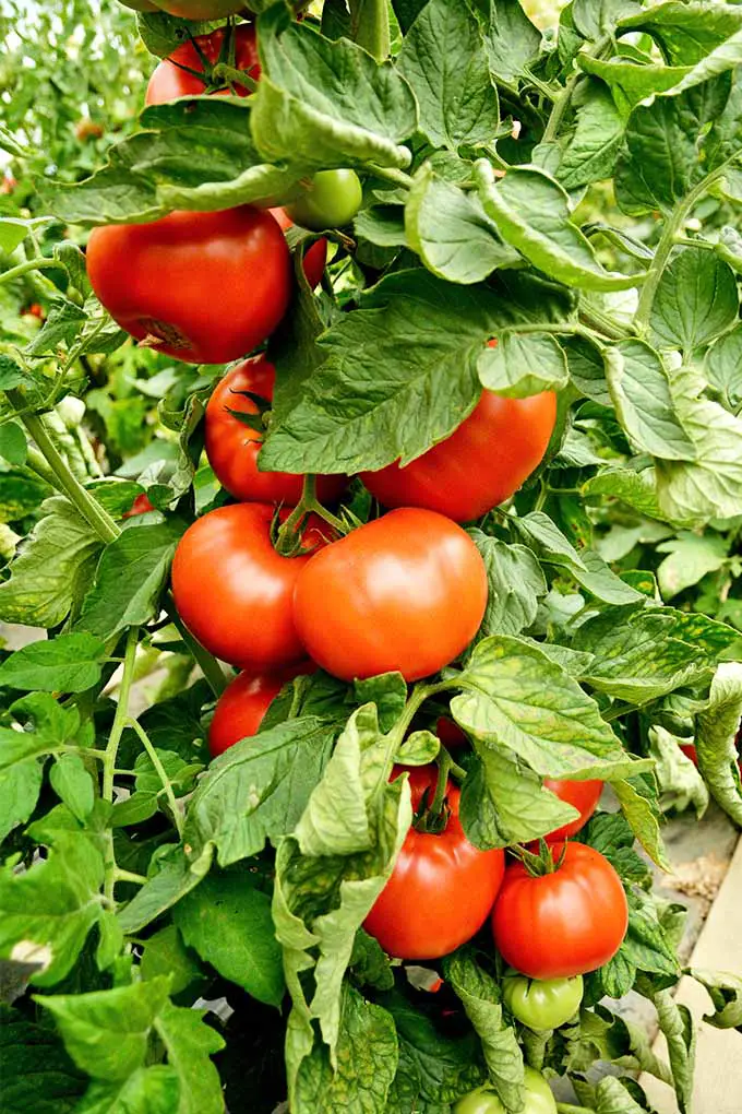 Nueve o más tomates rojos redondos y algunas frutas verdes más pequeñas que crecen en una planta grande en el jardín.