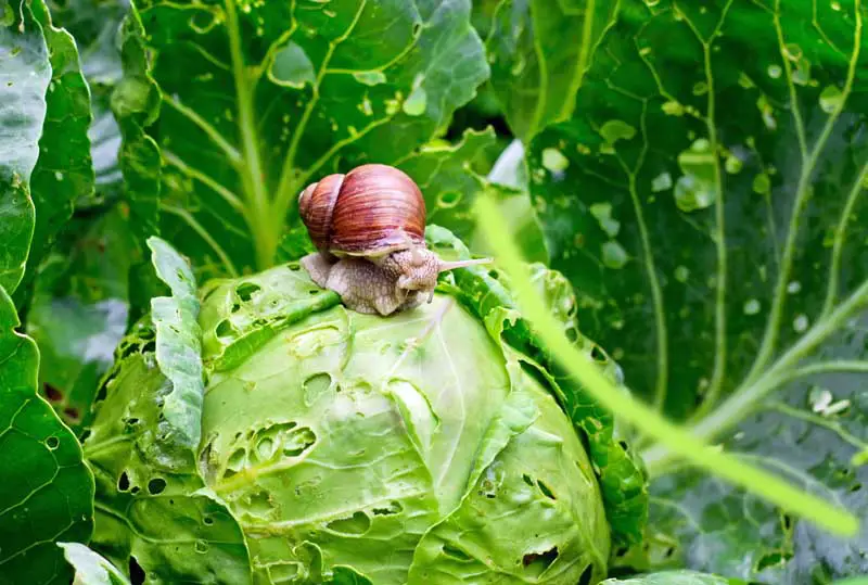 Una imagen horizontal de primer plano de un caracol de jardín (Helix aspersa) comiendo agujeros en una cabeza de repollo.