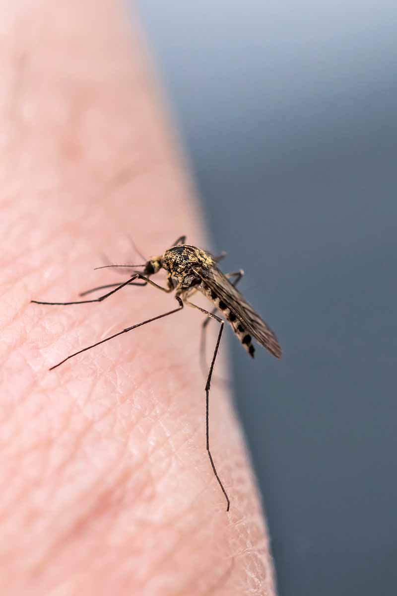 Imagen de primer plano de un mosquito en una mano, con un fondo gris.