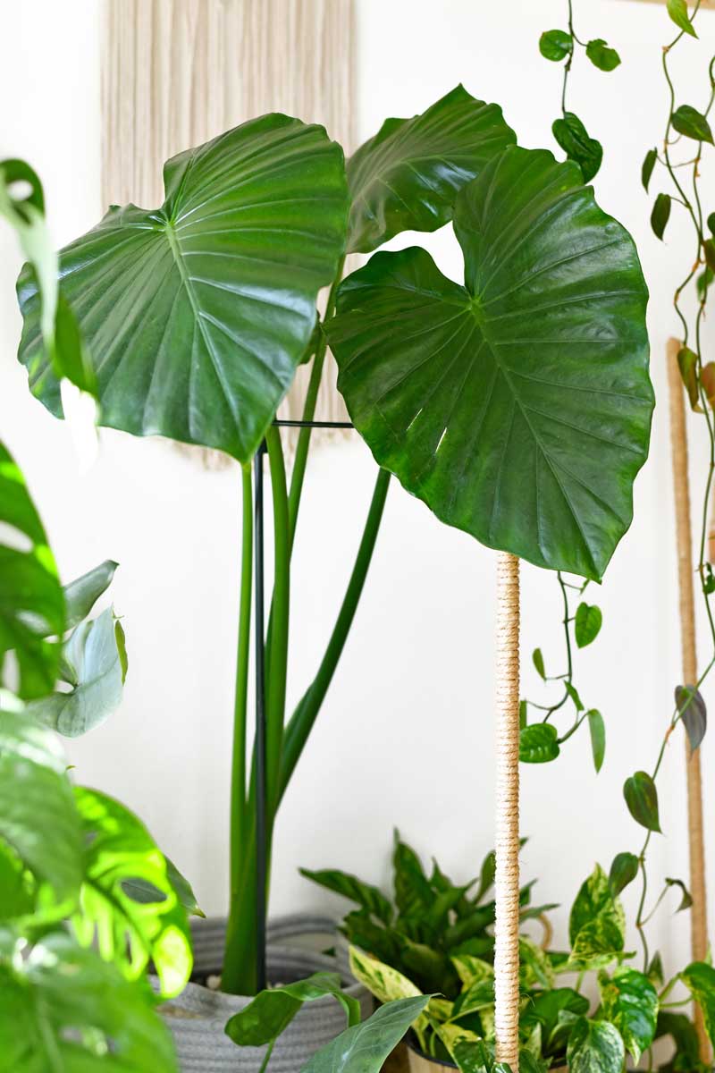 Una imagen vertical de un taro gigante que crece en el interior rodeado de otras plantas de interior.