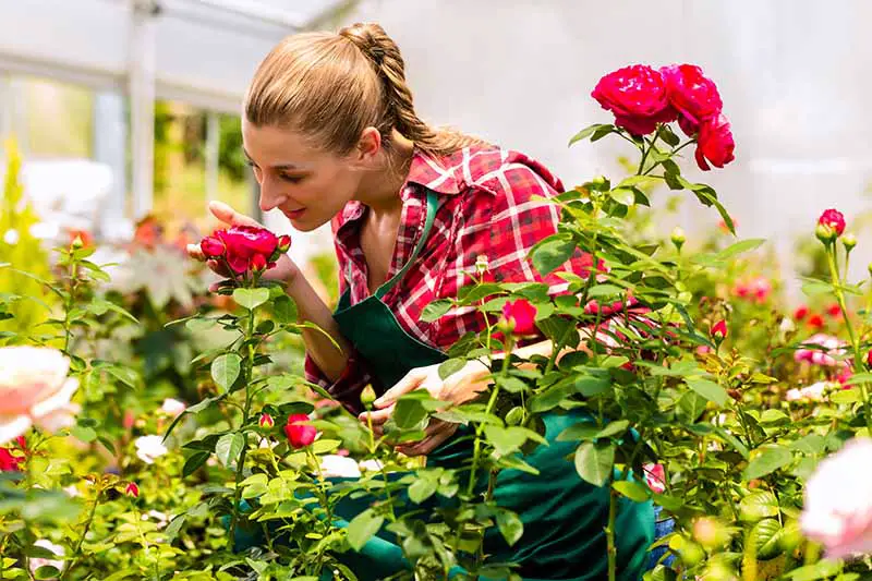 Una imagen horizontal de primer plano de un jardinero inspeccionando una rosa que crece en un vivero.
