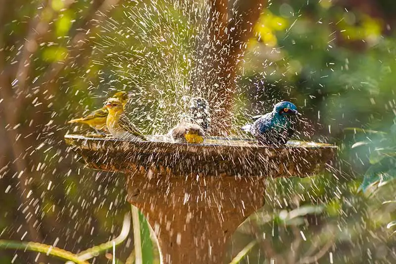 Un primer plano de una variedad de pájaros diferentes chapoteando en el agua en un recipiente colocado en el jardín, fotografiado bajo el sol brillante, sobre un fondo de enfoque suave.
