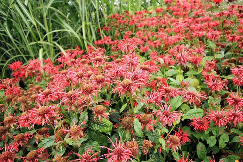 Una imagen horizontal de primer plano de un gran puesto de flores de bálsamo de abeja roja que crecen en el jardín y se apoderan de un área.
