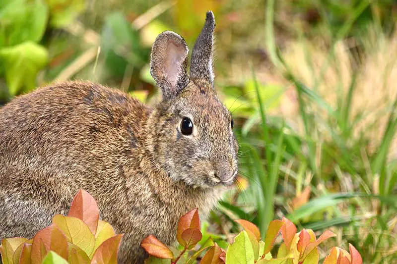 Un primer plano de un pequeño conejo con follaje otoñal en primer plano y hierba en un enfoque suave en el fondo.