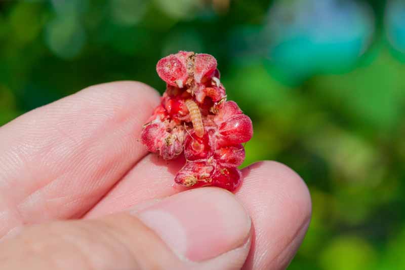 Cierra un par de dedos que sostienen una frambuesa que se ha abierto y muestra un gusano de la fruta en el interior