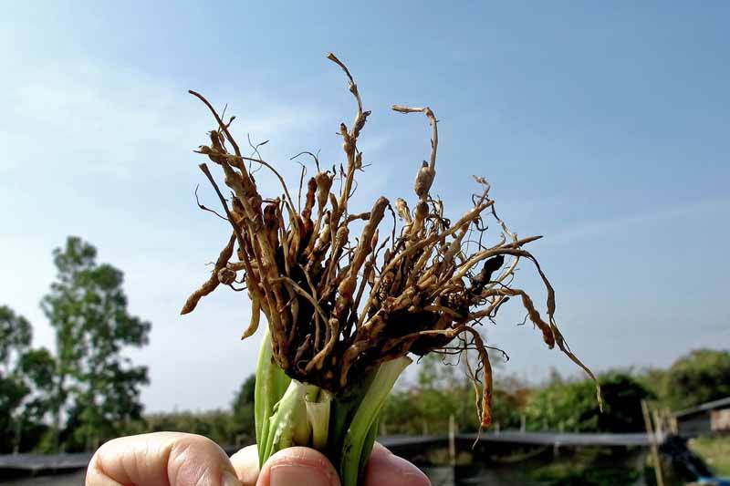 Una mano humana sosteniendo una planta extraída del jardín y mostrando raíces con signos de infección por nematodos.