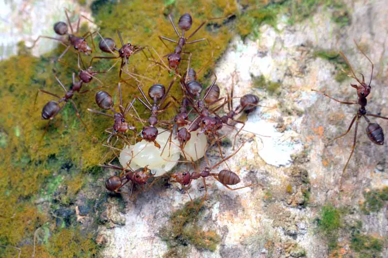 Vista de arriba hacia abajo de las hormigas faraón atacando a una ninfa de insecto.