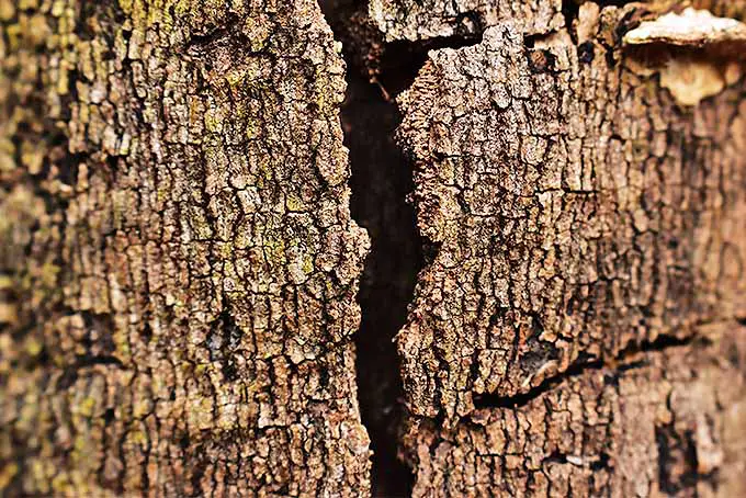 La corteza suelta y los árboles muertos pueden crear un hábitat atractivo para los murciélagos |  