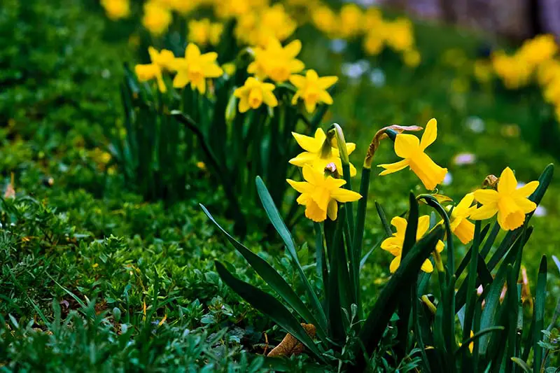 Una imagen horizontal de primer plano de narcisos amarillos brillantes que crecen en un césped, floreciendo en primavera.