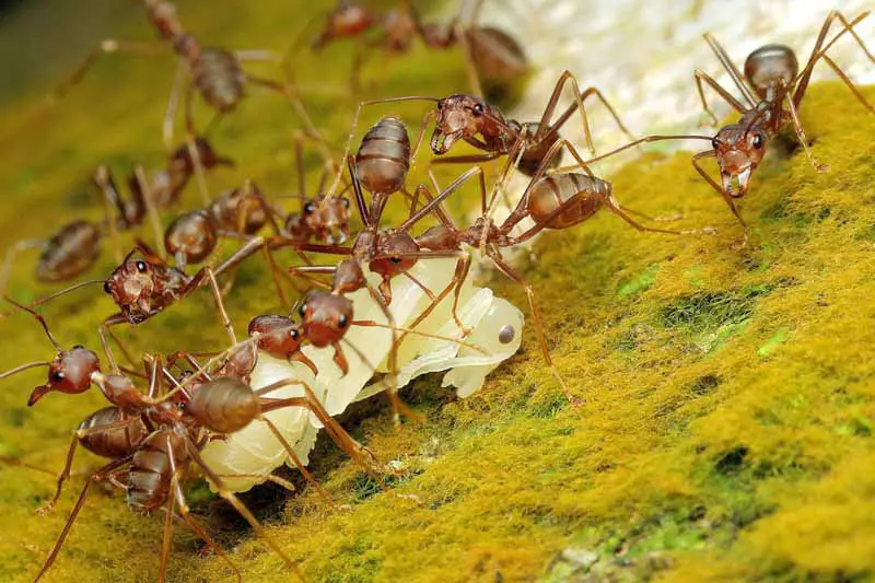Tiro macro de hormigas faraonas recogiendo comida.