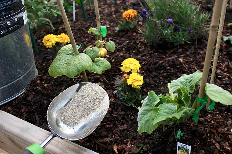 Un primer plano de una pala de metal que aplica fertilizante granular a una cama de jardín elevada que contiene calabazas, caléndulas y lavanda.
