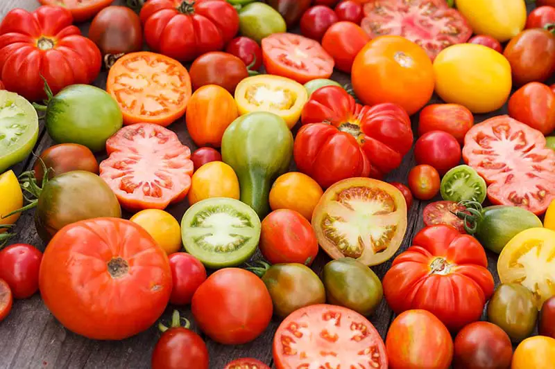 Una imagen horizontal de primer plano de tomates en varias formas, colores y tamaños, algunos en rodajas y otros enteros, sobre una superficie de madera.