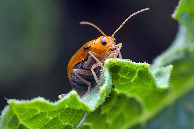 Cómo deshacerse de los escarabajos de calabaza |  