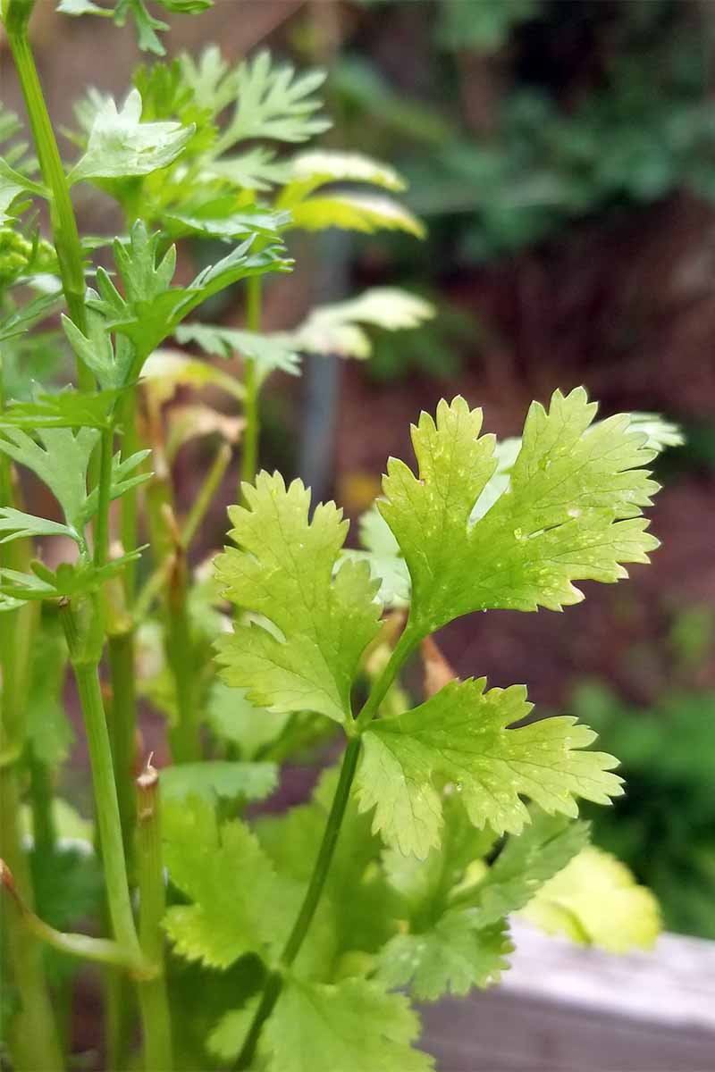 Primer plano de una hoja de cilantro amarillo verdoso en una planta con tallos largos y delgados.