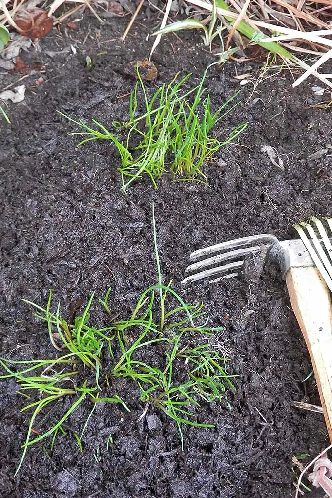 Limpiar y afilar herramientas, limpiar plantas perennes y comenzar con nuevas semillas: todo esto y más en nuestra lista de verificación de jardines de primavera: 