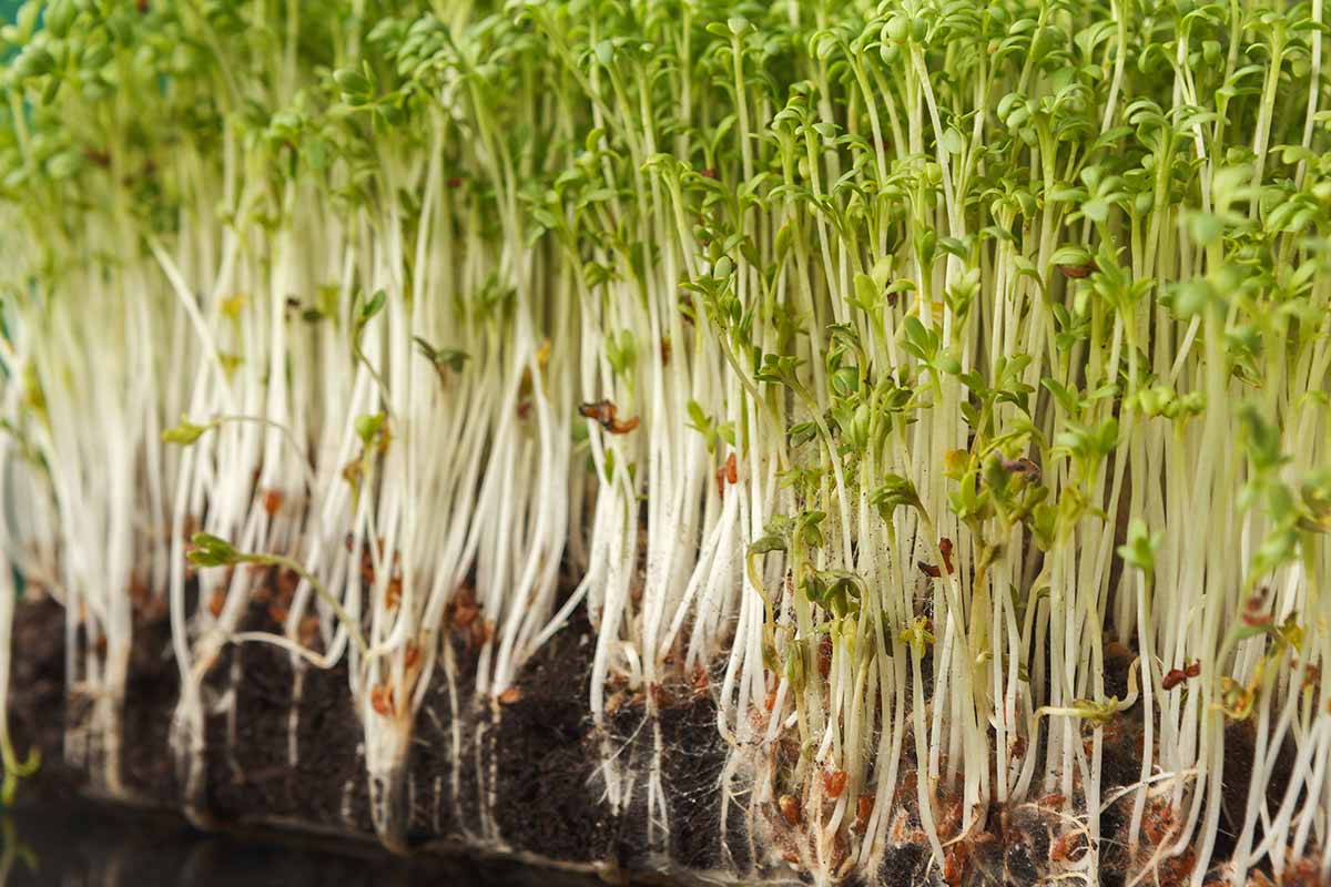 Una imagen horizontal de primer plano de los brotes de alfalfa que crecen en el suelo para mostrar las raíces y las puntas.