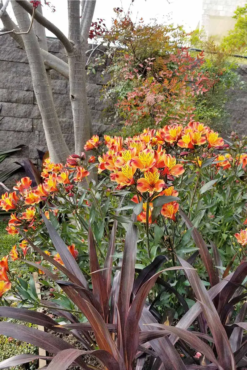 Alstroemeria naranja y amarilla que crece en el fondo de un lecho de flores, con pastos ornamentales de color rojo pardusco y otras plantas.