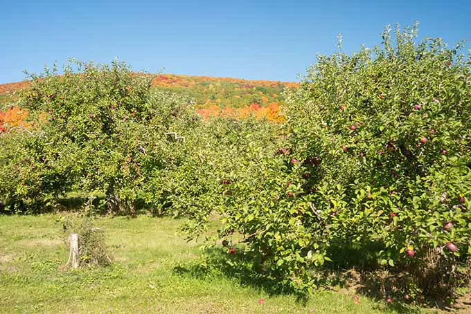 Algunos manzanos están produciendo grandes cantidades de frutos que están listos para ser recogidos para la última cosecha de verano.  Los árboles no son altos, pero se expanden hacia afuera en todas las direcciones desde el tronco, lo que hace que la fruta sea fácil de alcanzar.